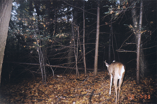 buck6pt_oct