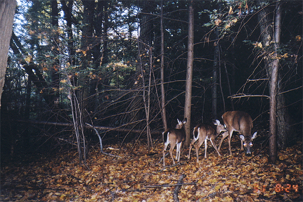 doe_2fawns_oct