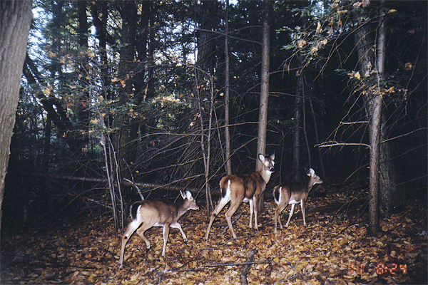 doe_2fawns_oct2