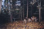 doe_2fawns_oct