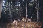 doe_2fawns_oct2