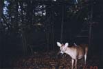 doe_2fawns_oct3