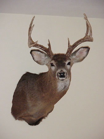 9 pointer mounted