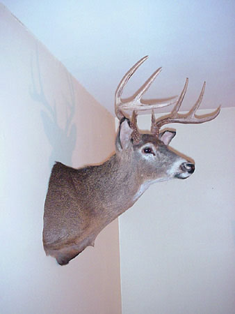 9 pointer mounted